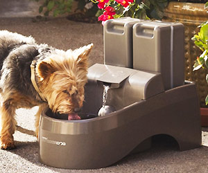 automatic water fountain for dog to drink water