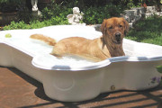Bone Shape Dog water pool