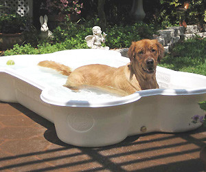 Bone Dog Pool