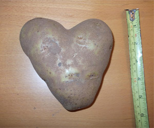 heart shaped potato