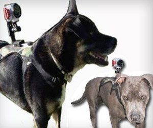 attach camera to dog's back with camera mount