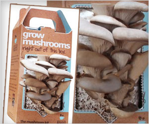 grow mushrooms in box at home