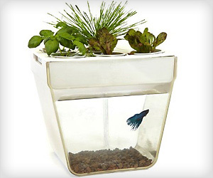 fish task that clean itself  by growing plants