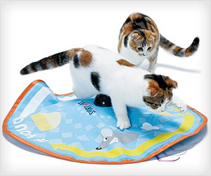 cat play toy with pouncing moving actions