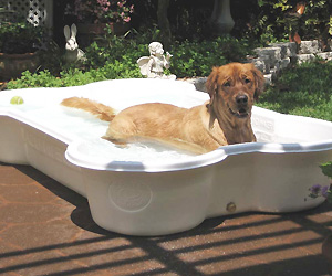 Bone Shape Dog water pool